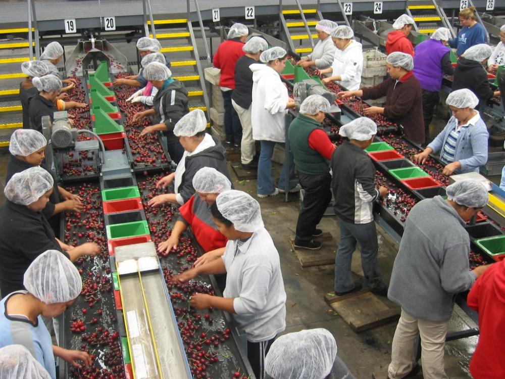 Season’s First California Cherries Arrive in China Produce Report